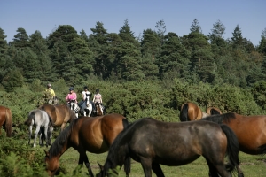 Amongst the wild New Forest Ponies