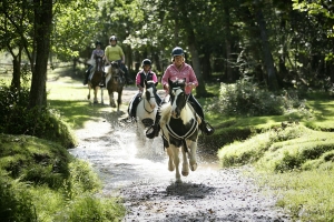 Cantering through a stream
