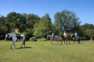 Riding on the open Forest