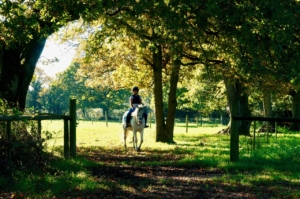 Childrens Horse Riding Experiences - Pony Trail